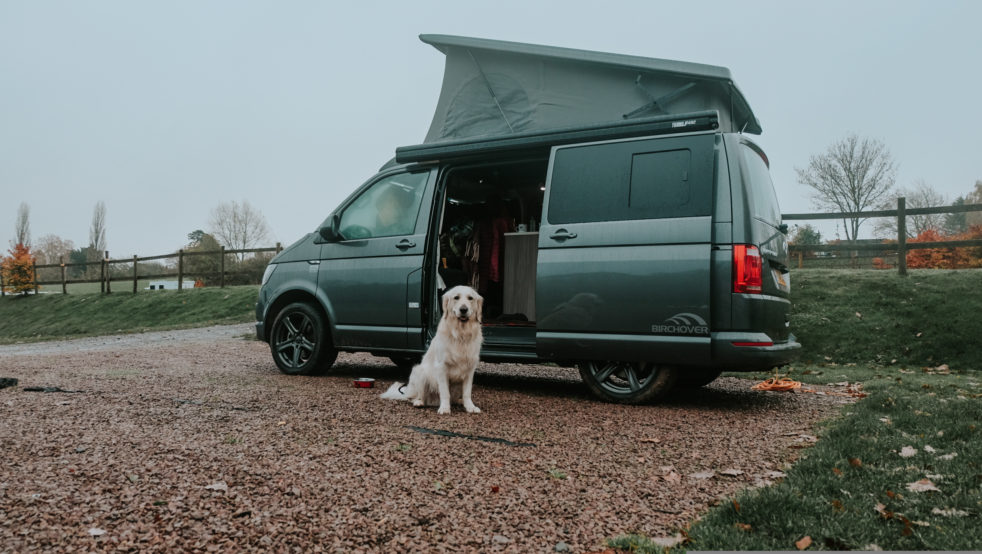 suffolk campervan with a happy dog